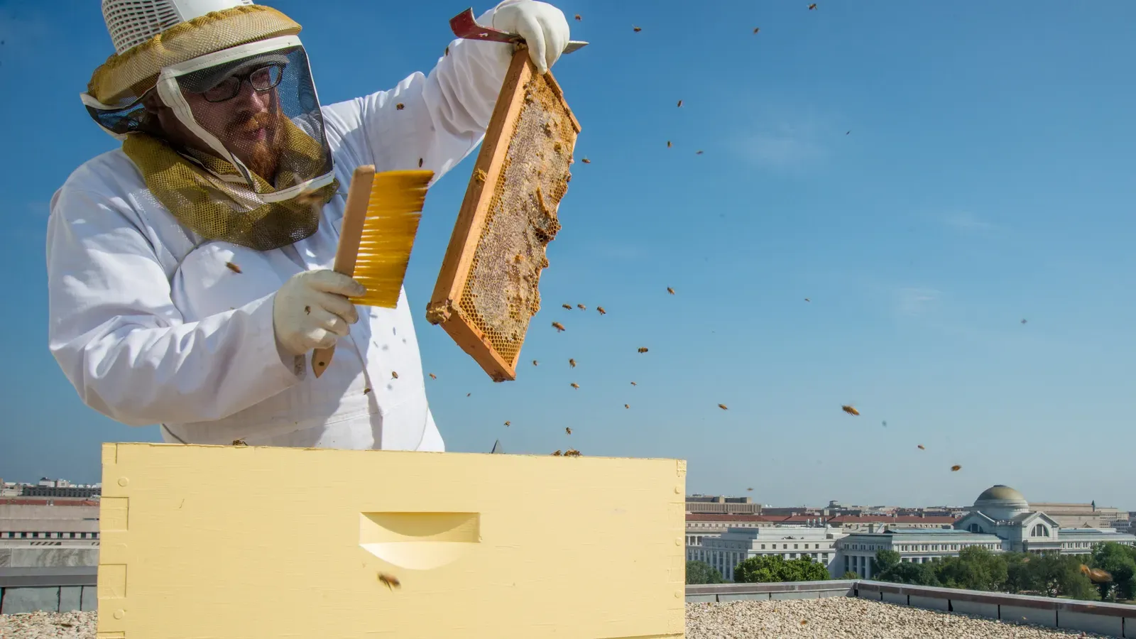 Urban Beekeeping Is Buzzing in Cities (Image Credits: Wikimedia)