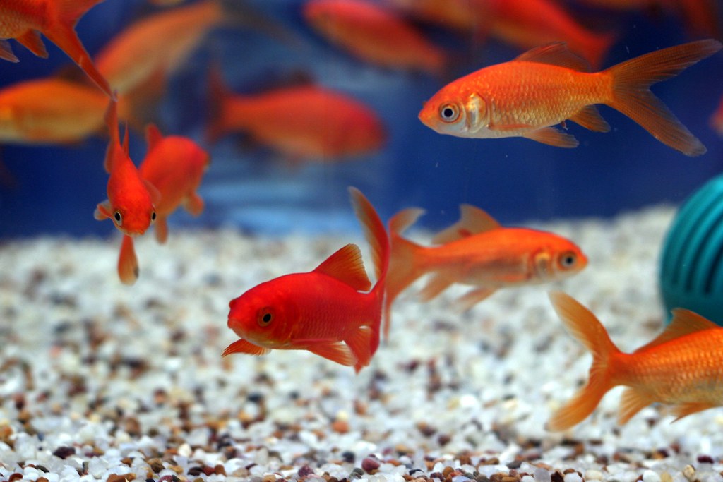 Goldfish Have Three-Second Memory Spans (image credits: flickr)