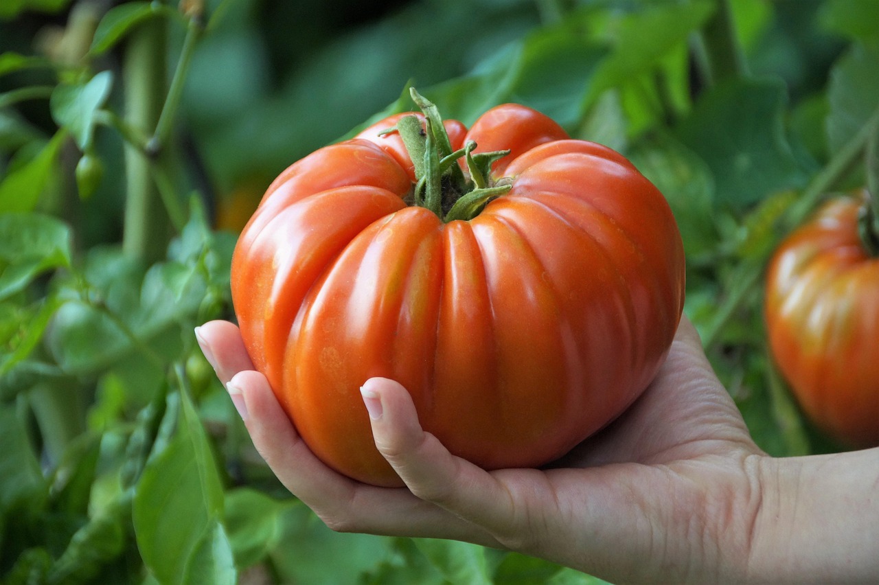 Agriculture Gets a Boost from Endless Sun (image credits: pixabay)