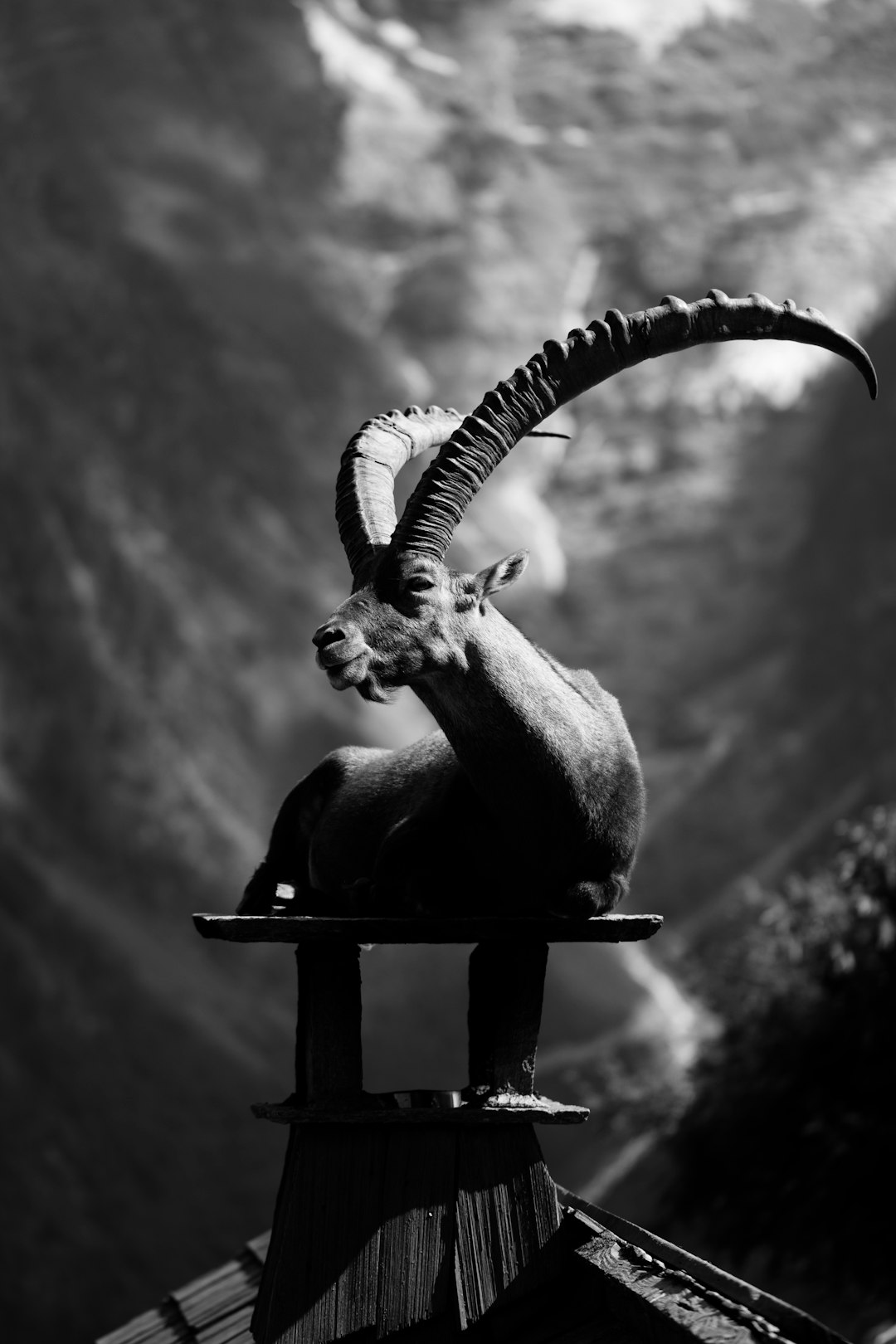 Capricorn: The Strategic Mastermind Building Empires (image credits: unsplash)