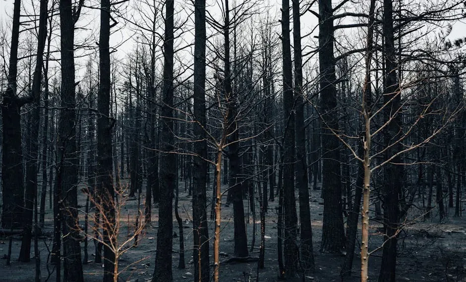 Climate Change Fuels the Fire (Image Credits: Pexels)
