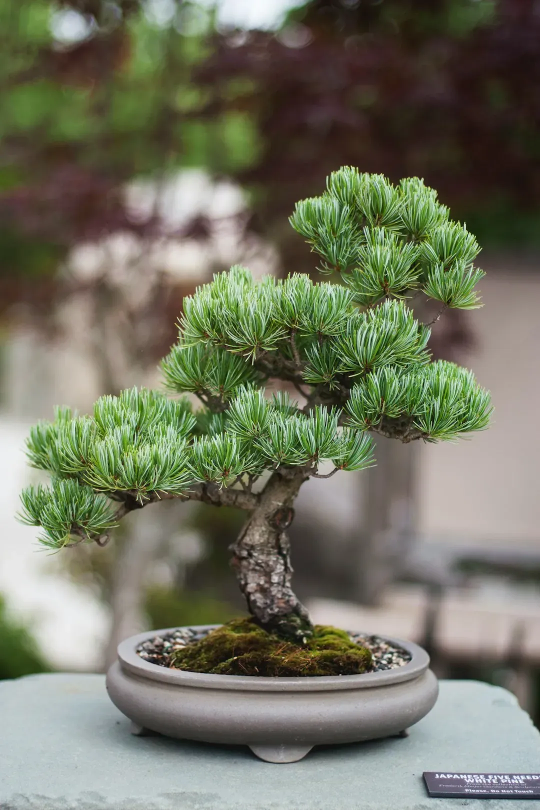 Bonsai Cultivation Captivates New Gardeners (Image Credits: Unsplash)
