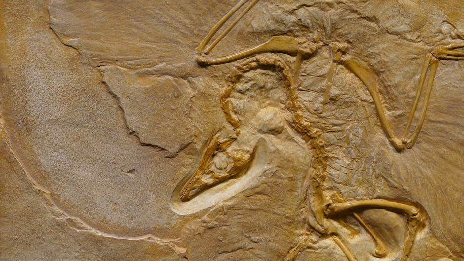 Montana: A Treasure Trove of Dinosaur Fossils (image credits: pexels)