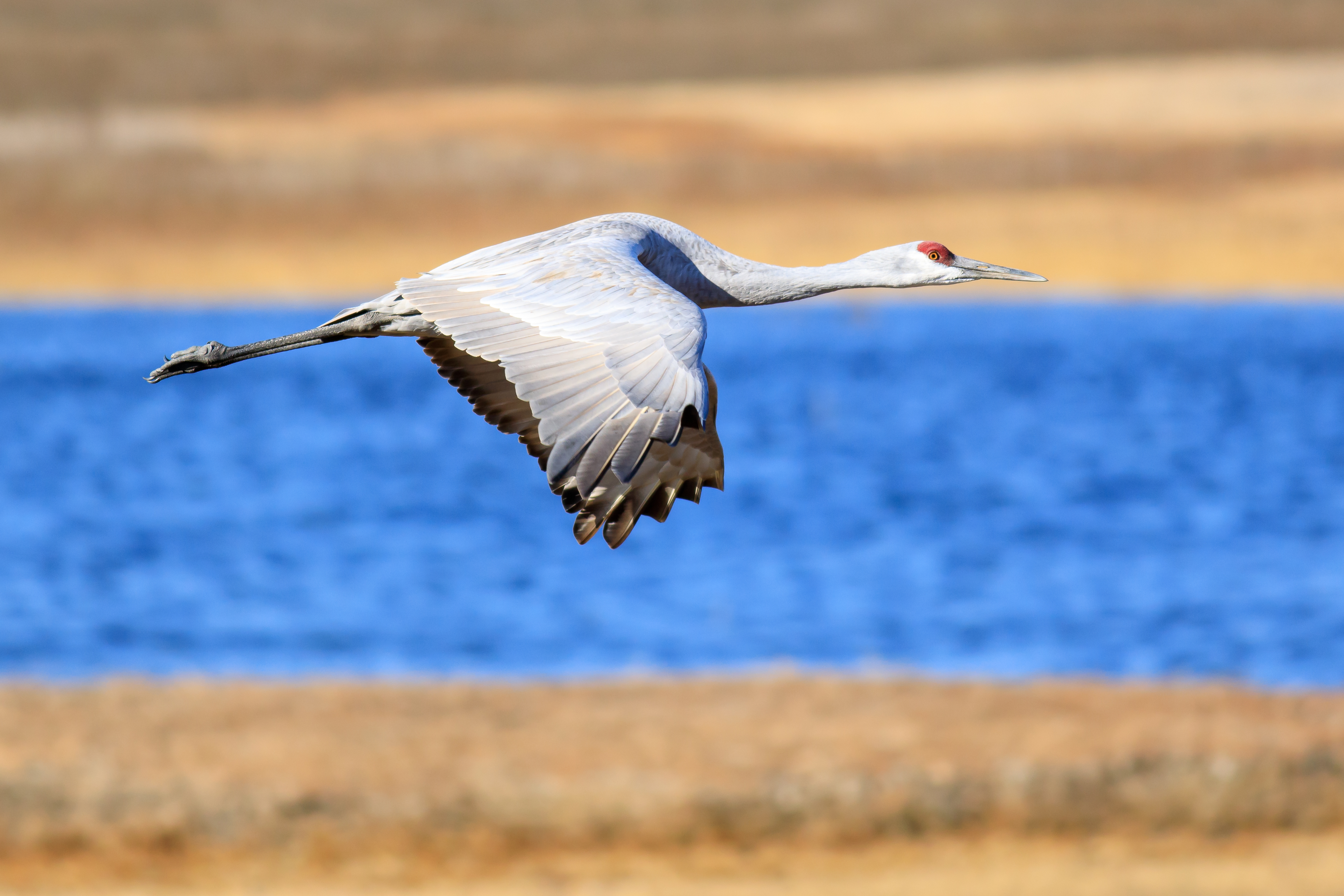 A Symphony That Carries Over a Mile (image credits: wikimedia)
