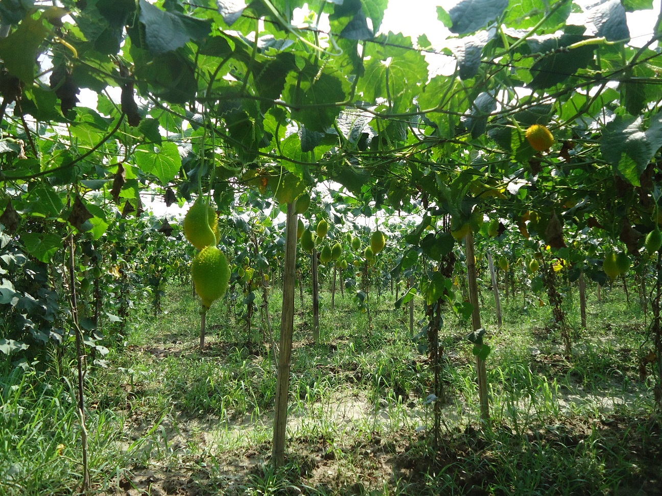 Agroforestry Leading the Way (image credits: wikimedia)