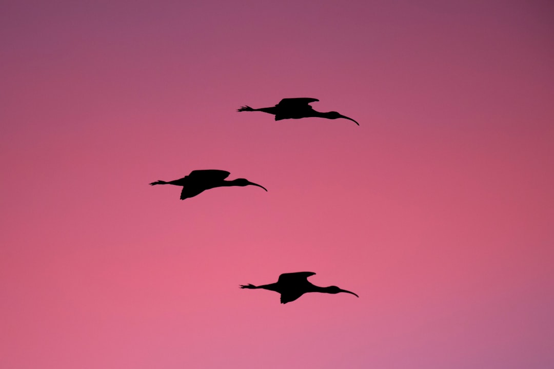 Evening Return: A River of Wings (image credits: unsplash)