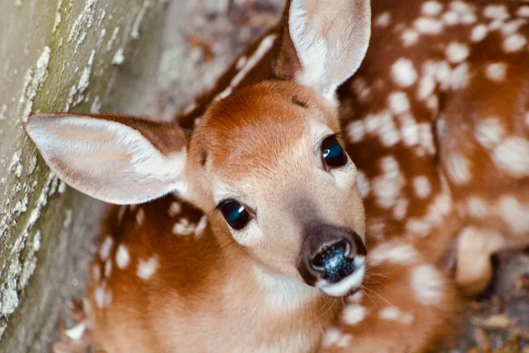 Fawn Response or Calculated Move? (Image Credits: Unsplash)