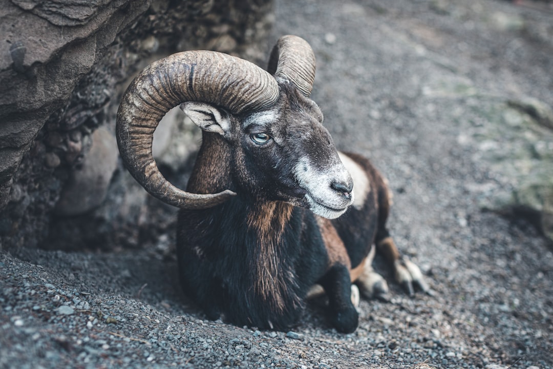 Aries: The Fearless Pioneer Who Embraces Every Challenge (image credits: unsplash)