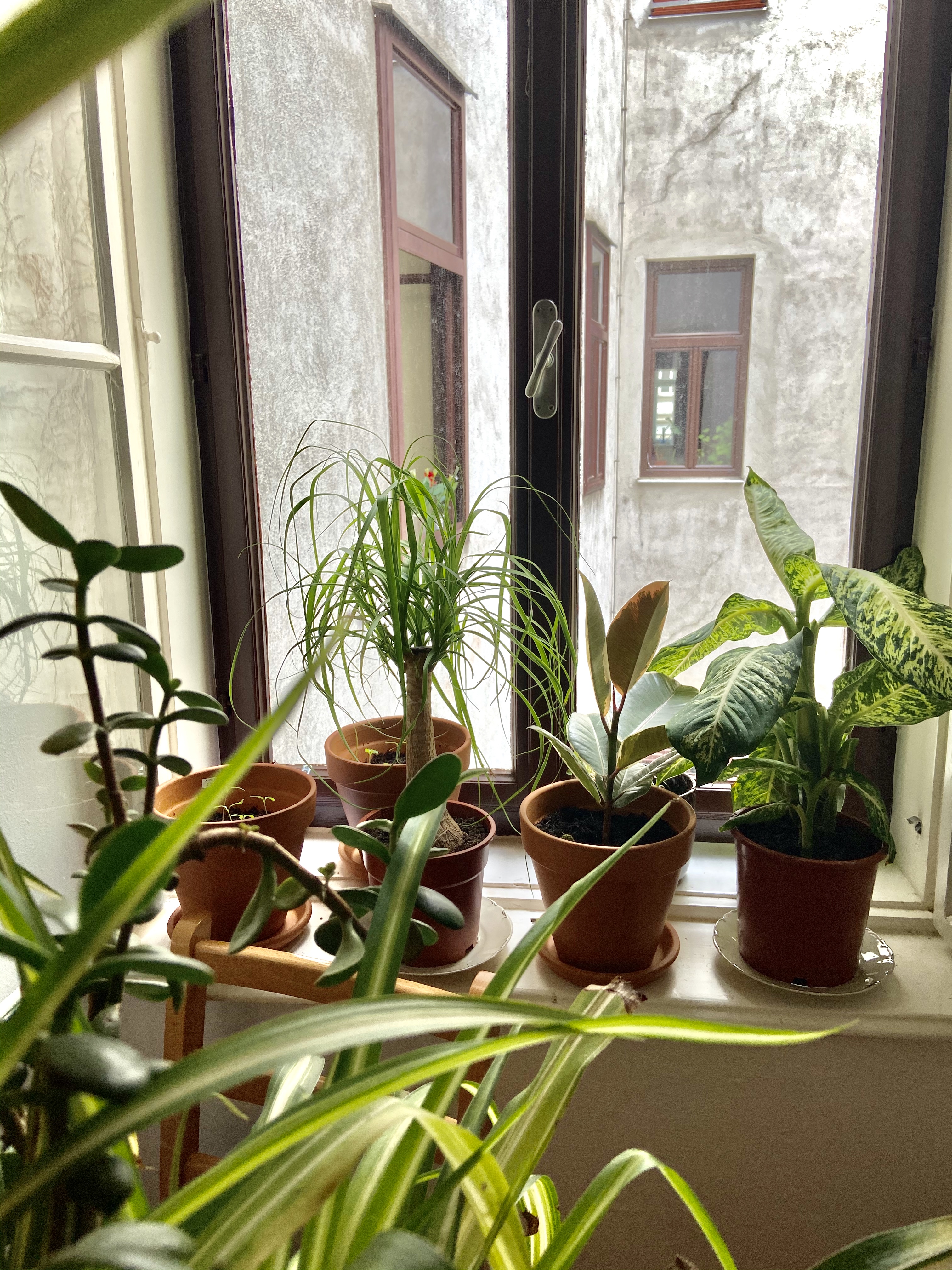 Certain Household Plants - Beautiful But Deadly (image credits: wikimedia)