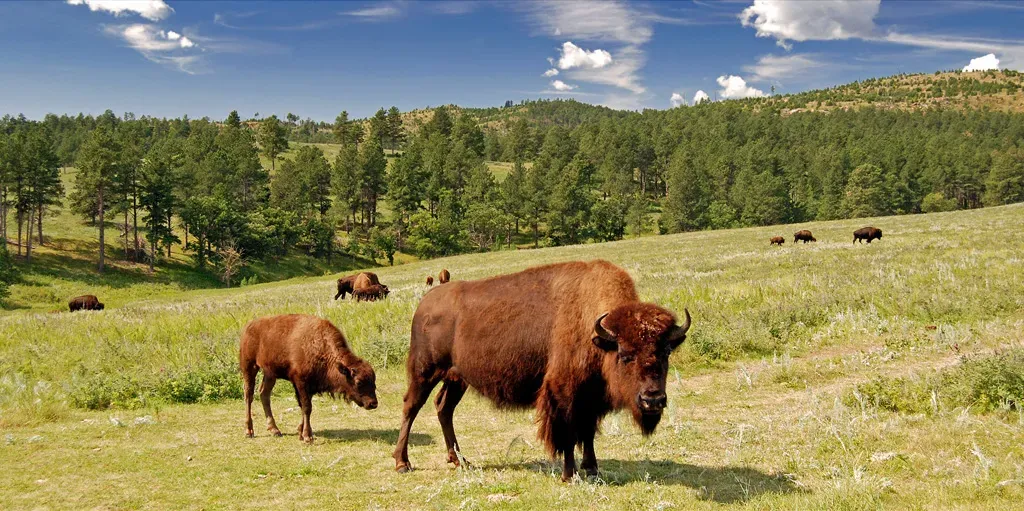 Custer State Park, South Dakota (By Guimir, Public domain)