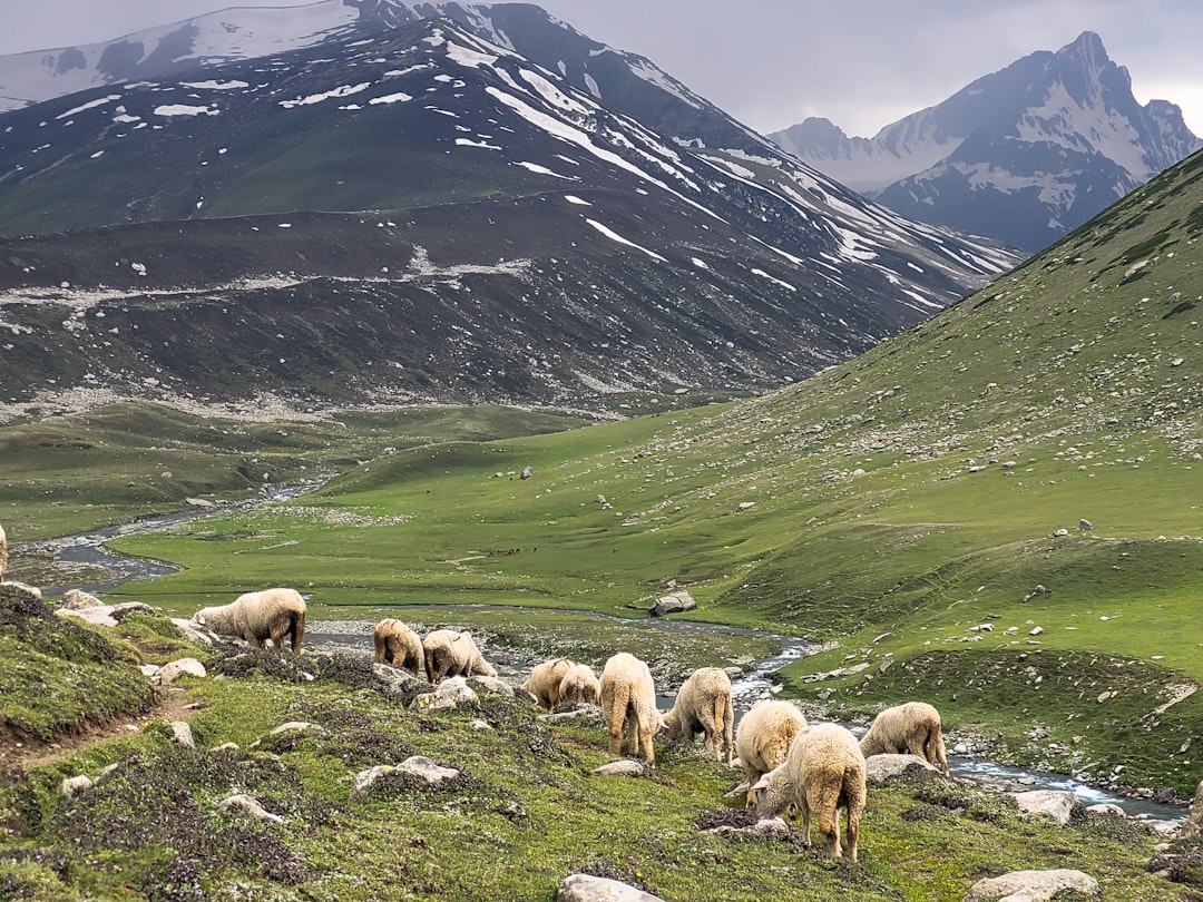 Psalm 23: The Shepherd's Promise in the Valley of Shadow (image credits: unsplash)