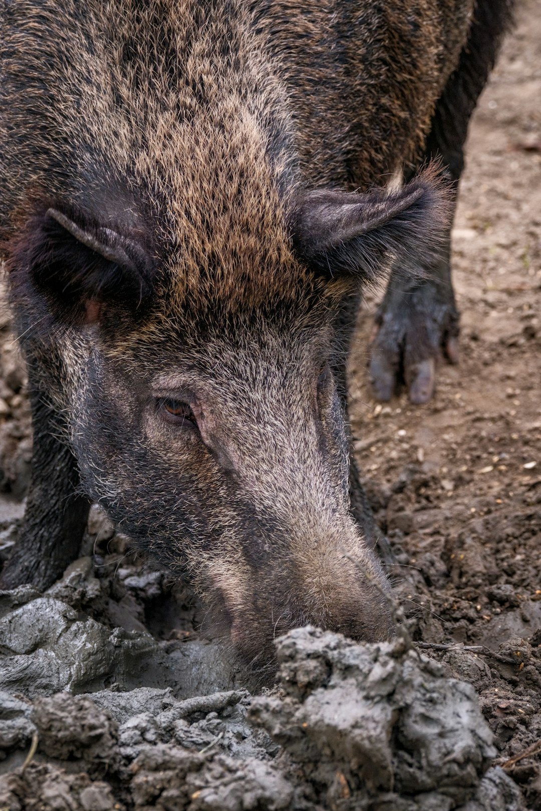 The Pig War: How One Dead Pig Nearly Started a War (image credits: unsplash)