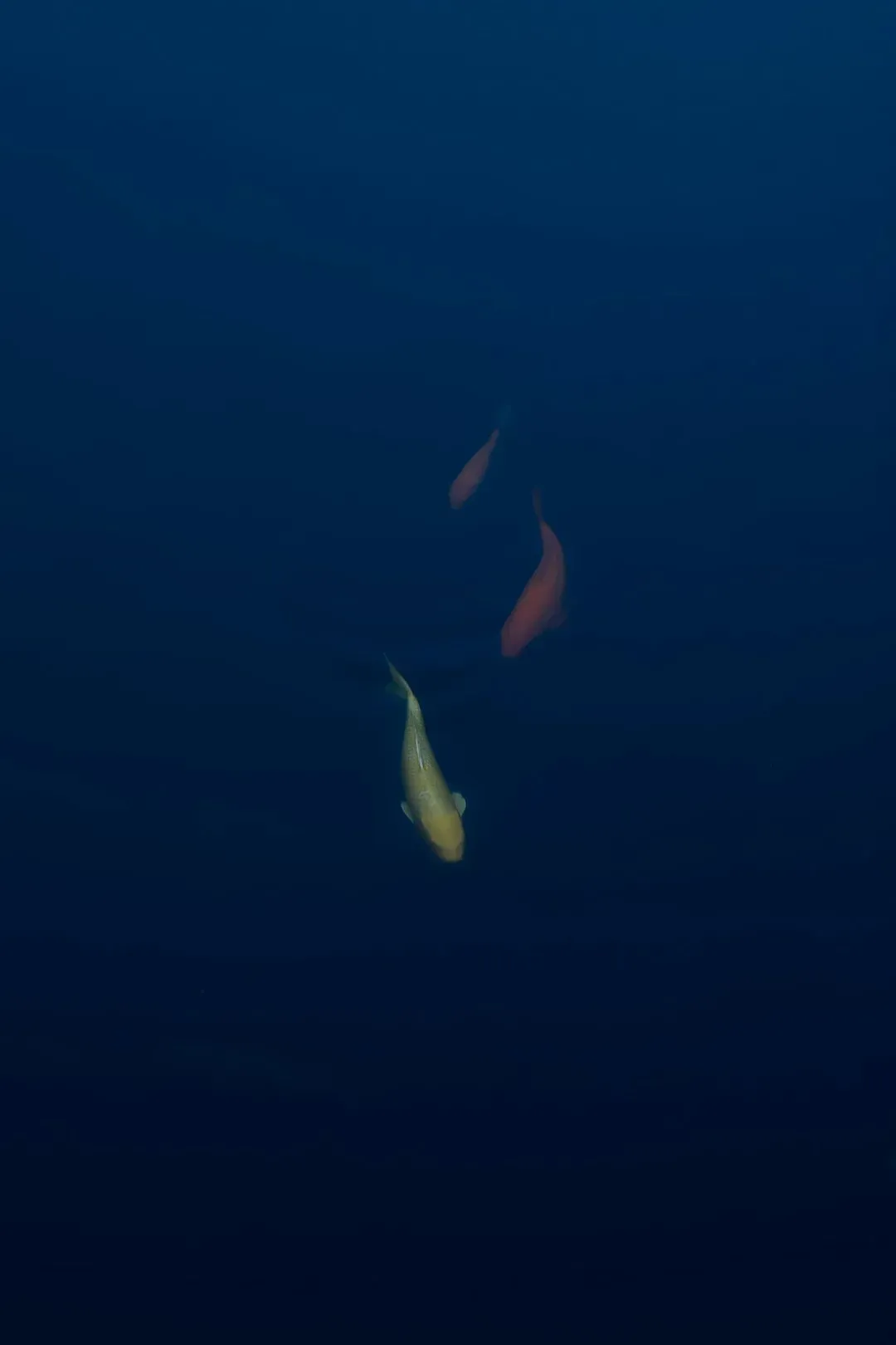 Pisces: The Dreamer Who Stopped Apologizing for Depth (Image Credits: Unsplash)