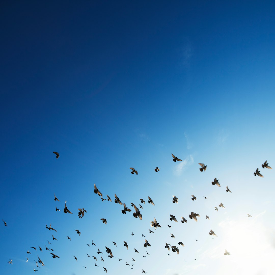 James Hemings' Tragic Freedom (image credits: unsplash)
