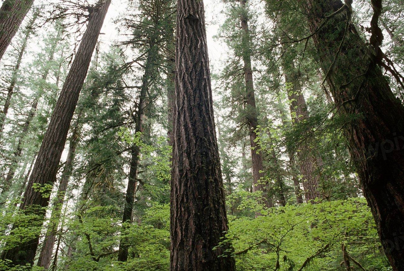 The New Forest Plan Battle (image credits: rawpixel)