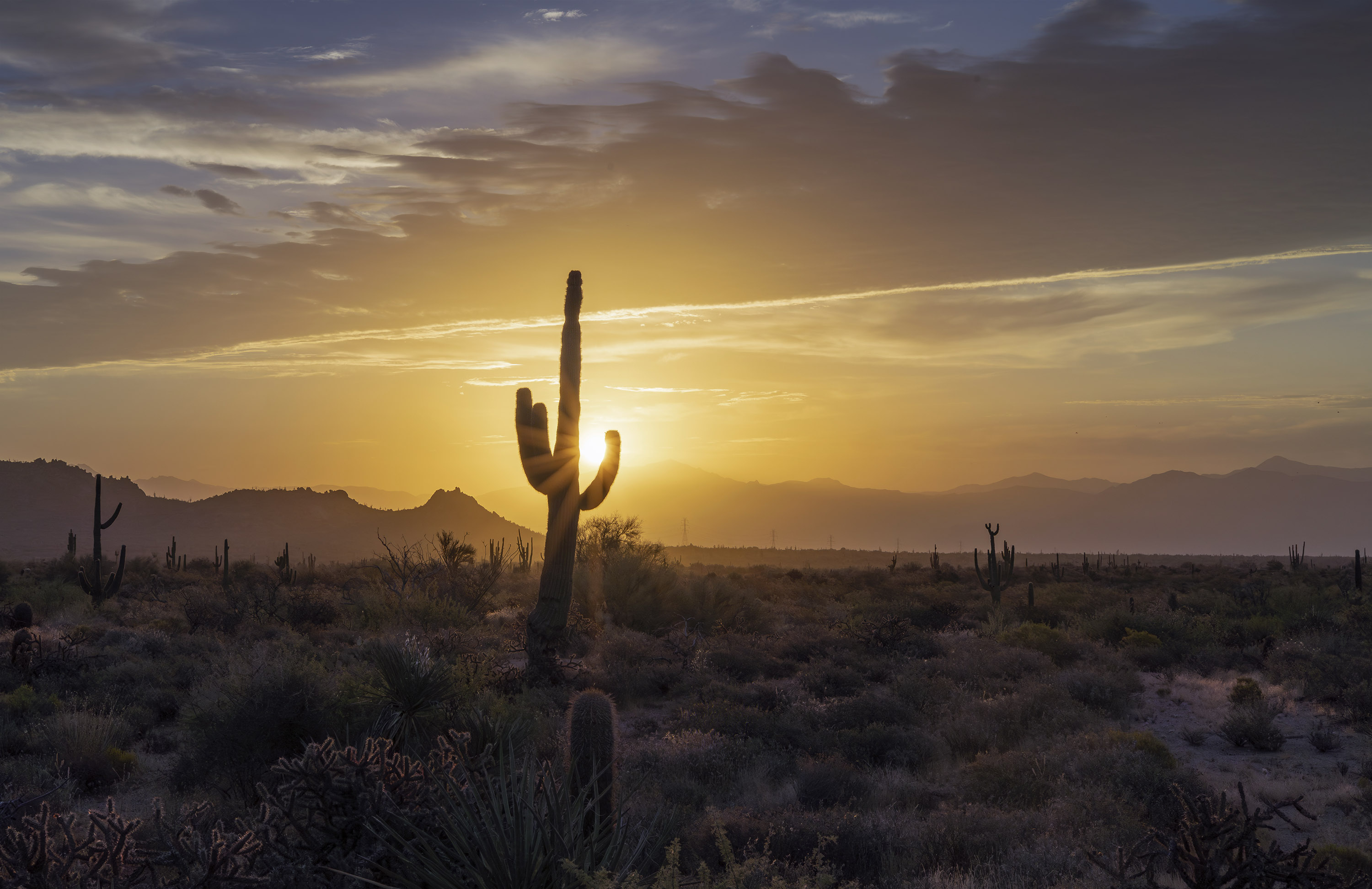 Arizona: Desert Heat Becomes Unbearable (image credits: wikimedia)
