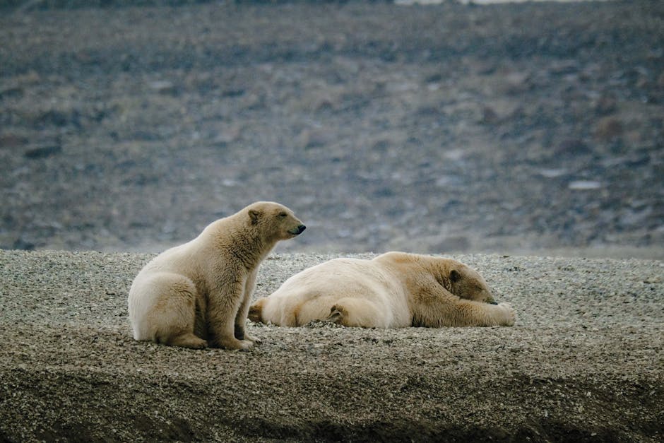 Alaska: It's Illegal to Wake a Sleeping Bear for a Photo