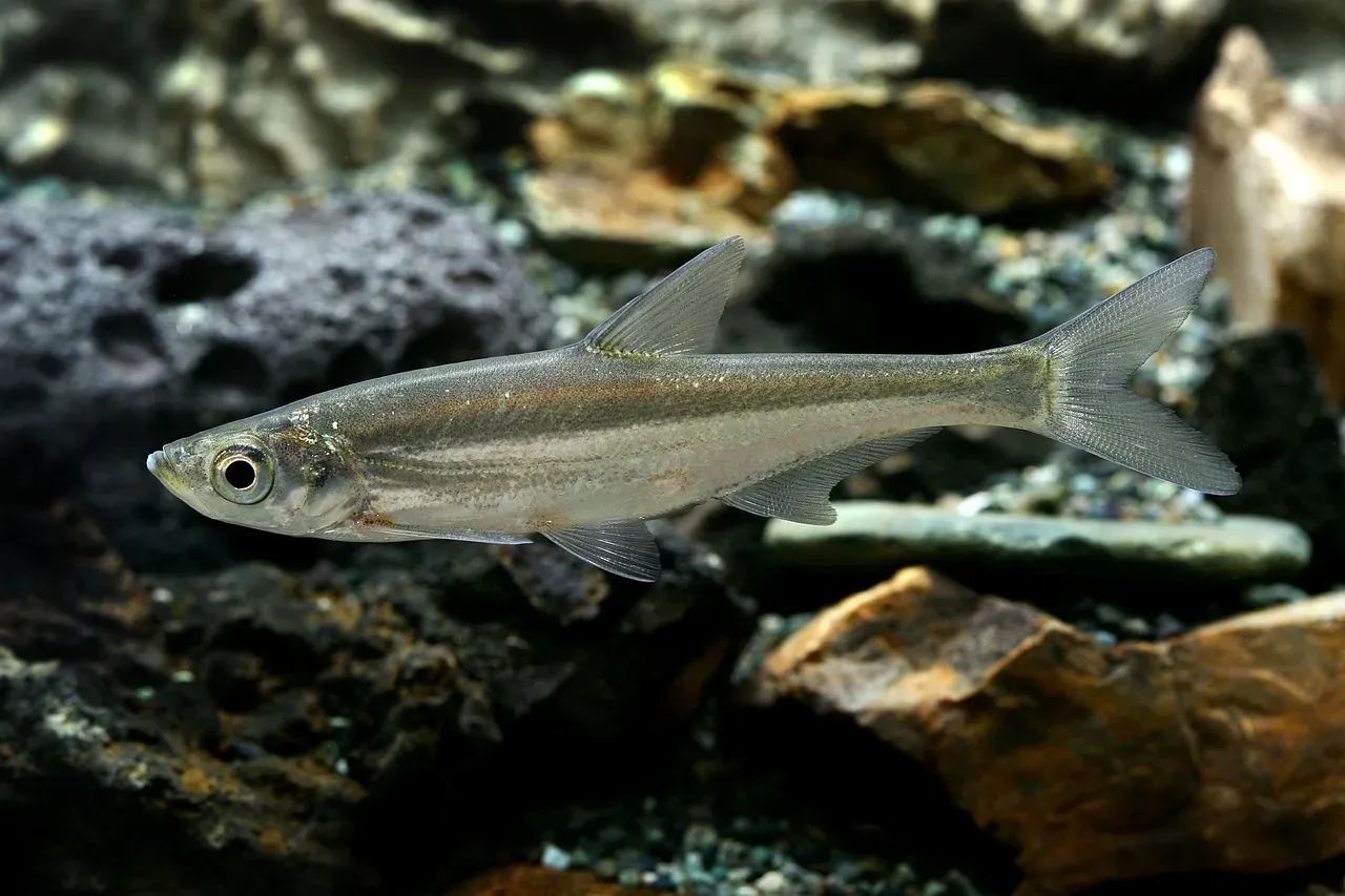 Pisces: Liberation Through Letting Go (Image Credits: Pixabay)