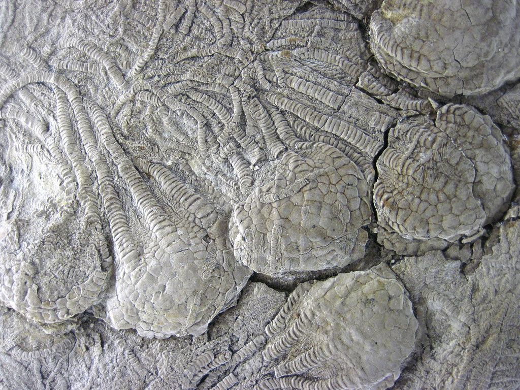 The Mysterious Niobrara Chalk Formation (image credits: flickr)