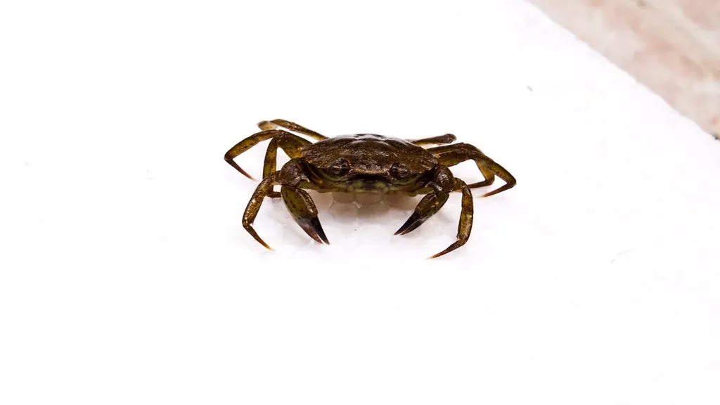 Cancer: The Memory Keeper Finally Lets Go (Image Credits: Flickr)