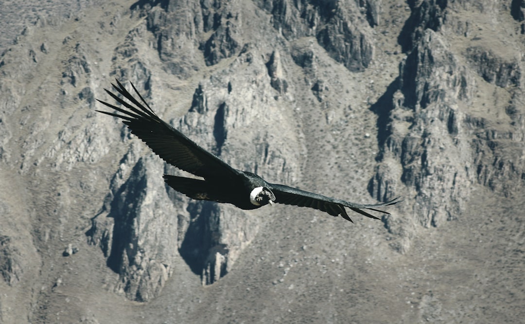 Black Hawk's Strategic Location Fuels Economic Growth (image credits: unsplash)