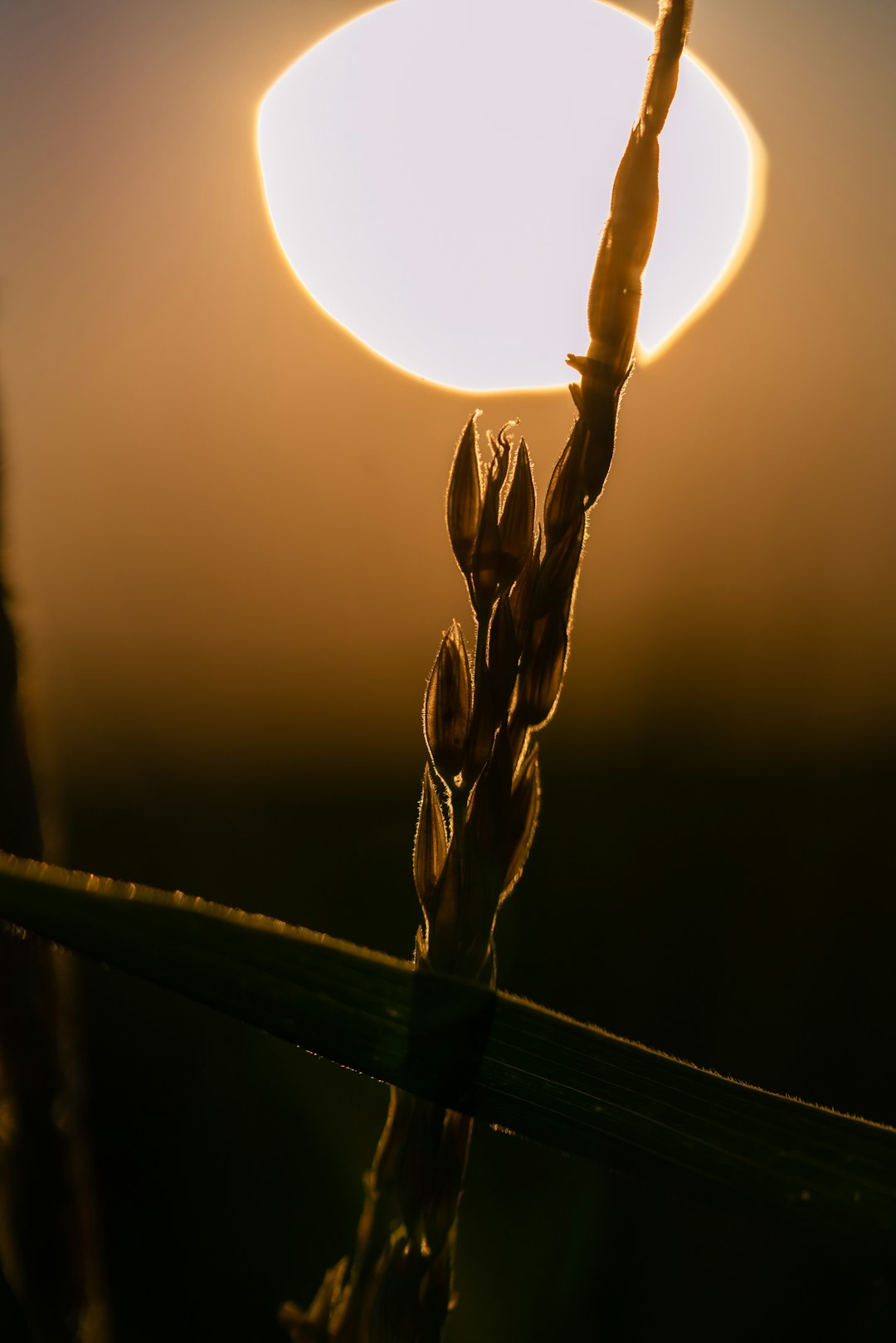 Illinois: Agriculture and Manufacturing in Focus (image credits: unsplash)