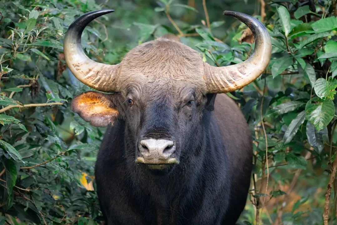 Taurus: From Rebel to Seeker of Stability (Image Credits: Unsplash)