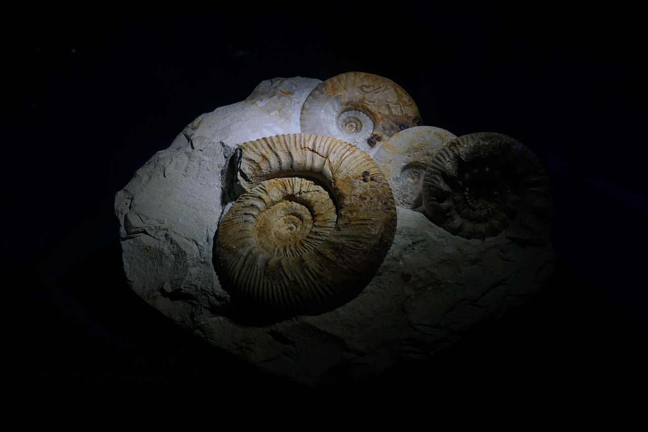 Paleozoic Explosion: When Life Got Creative (image credits: pixabay)