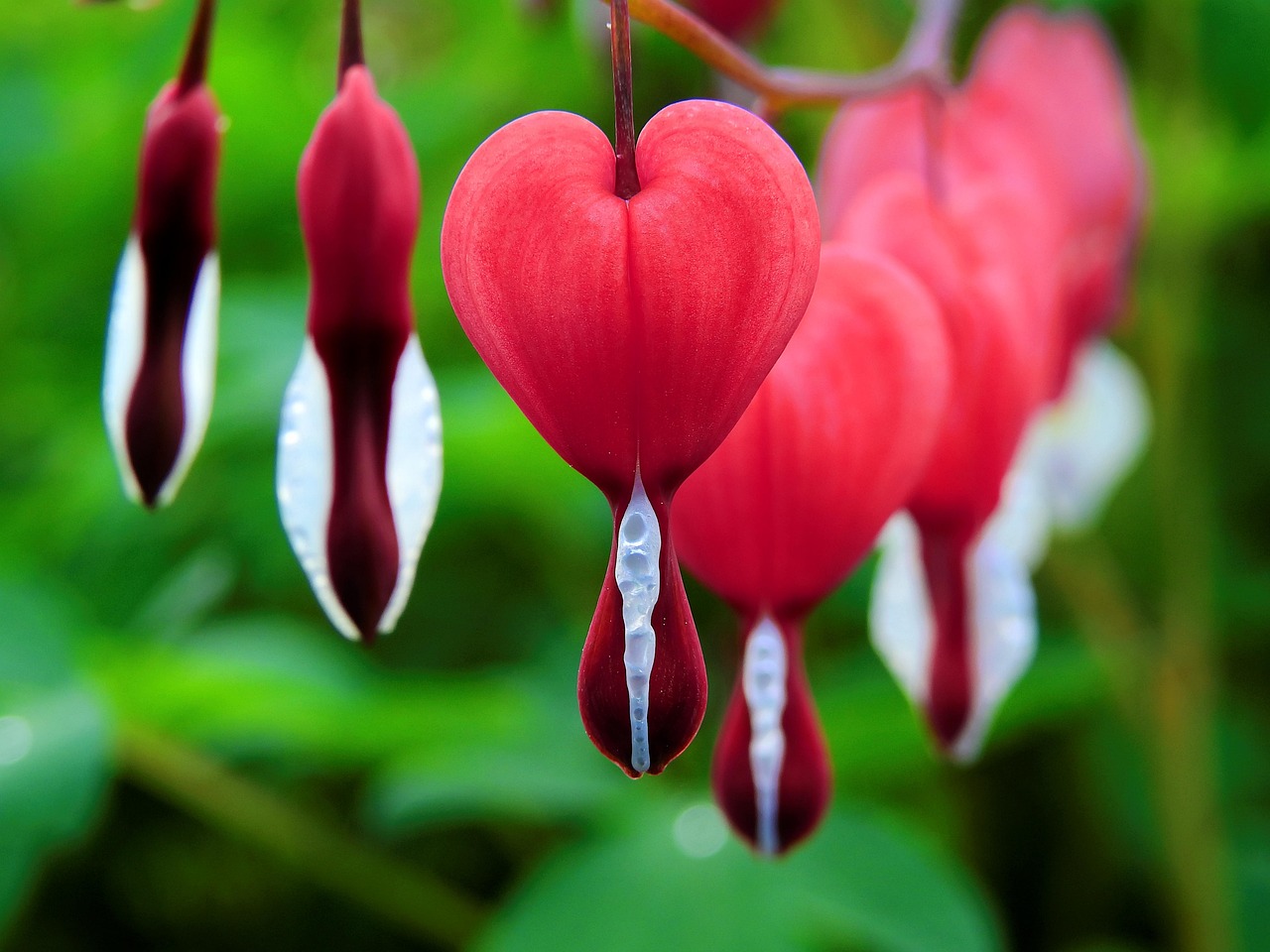 Bleeding Hearts and Their Summer Vanishing Act (image credits: pixabay)