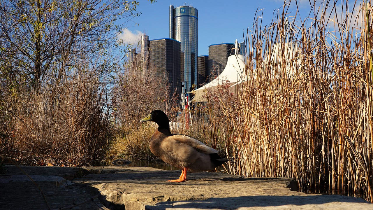 Detroit's Dramatic Transformation (image credits: pixabay)