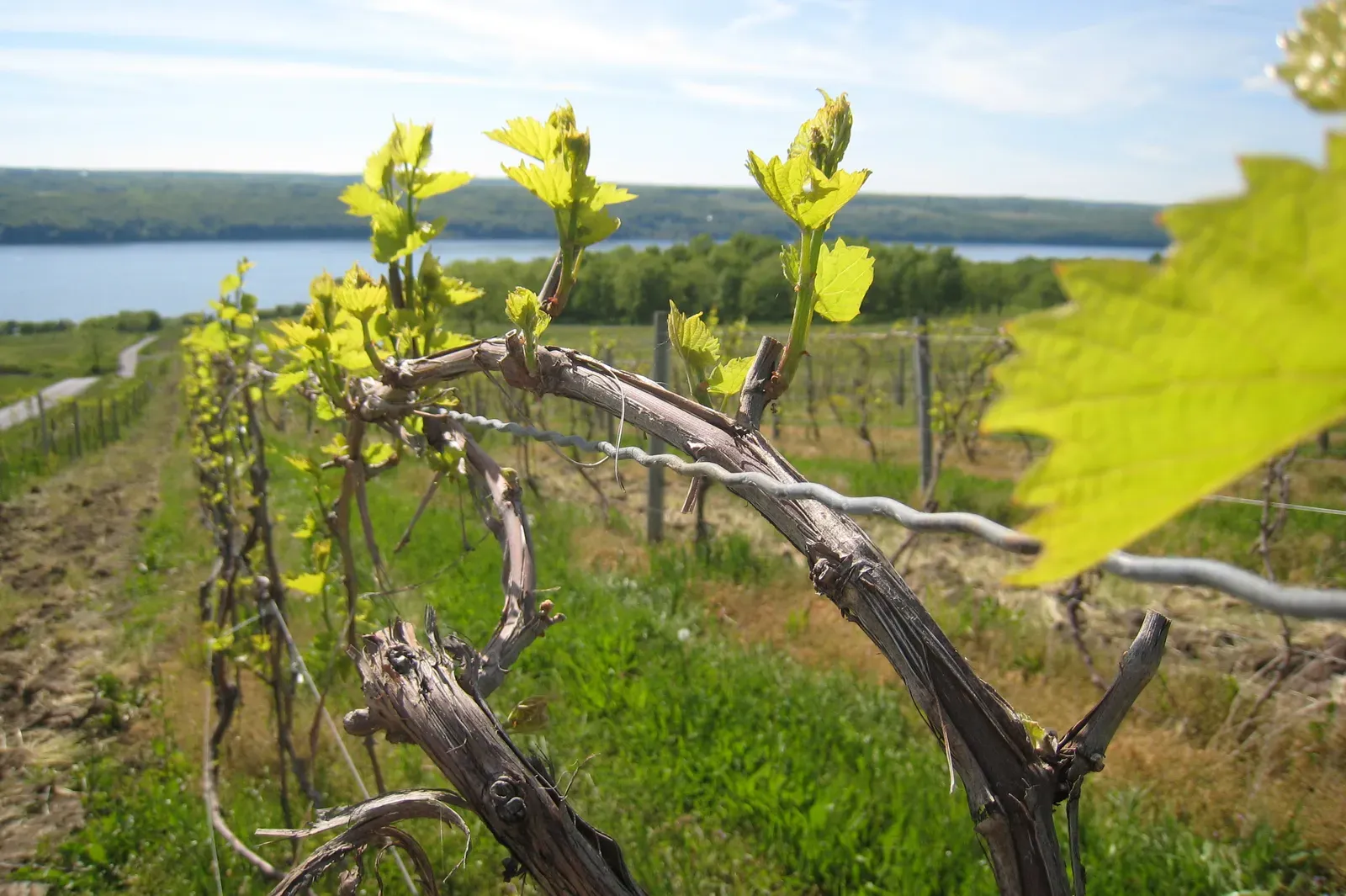 6. The Finger Lakes Region, New York: Wine Country Without the Napa Price Tag (Image Credits: Wikimedia)