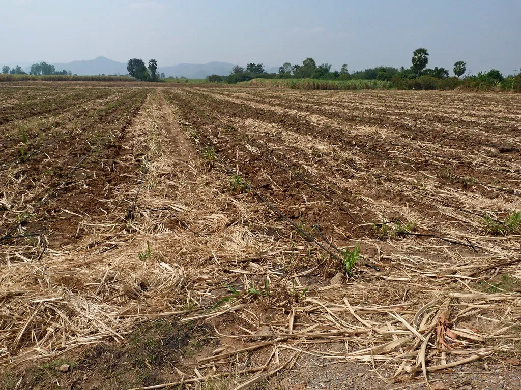 Mulch as Nature's Moisture Lock (Image Credits: Flickr)