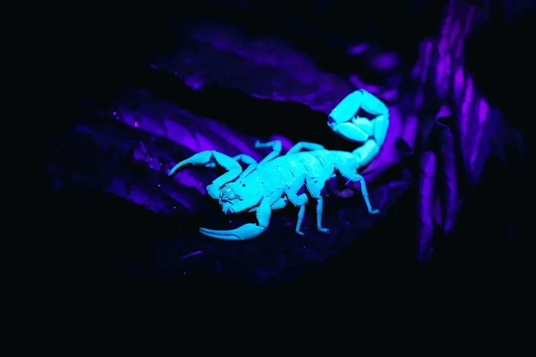 Scorpio: Unearthing Resentments (Image Credits: Unsplash)