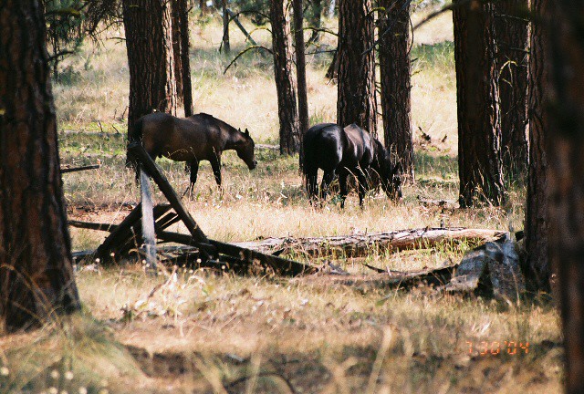Success Stories in the High Country (image credits: flickr)