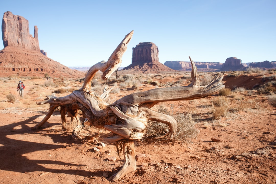 Environmental Concerns: The Broader Impact on Ecosystems (image credits: unsplash)