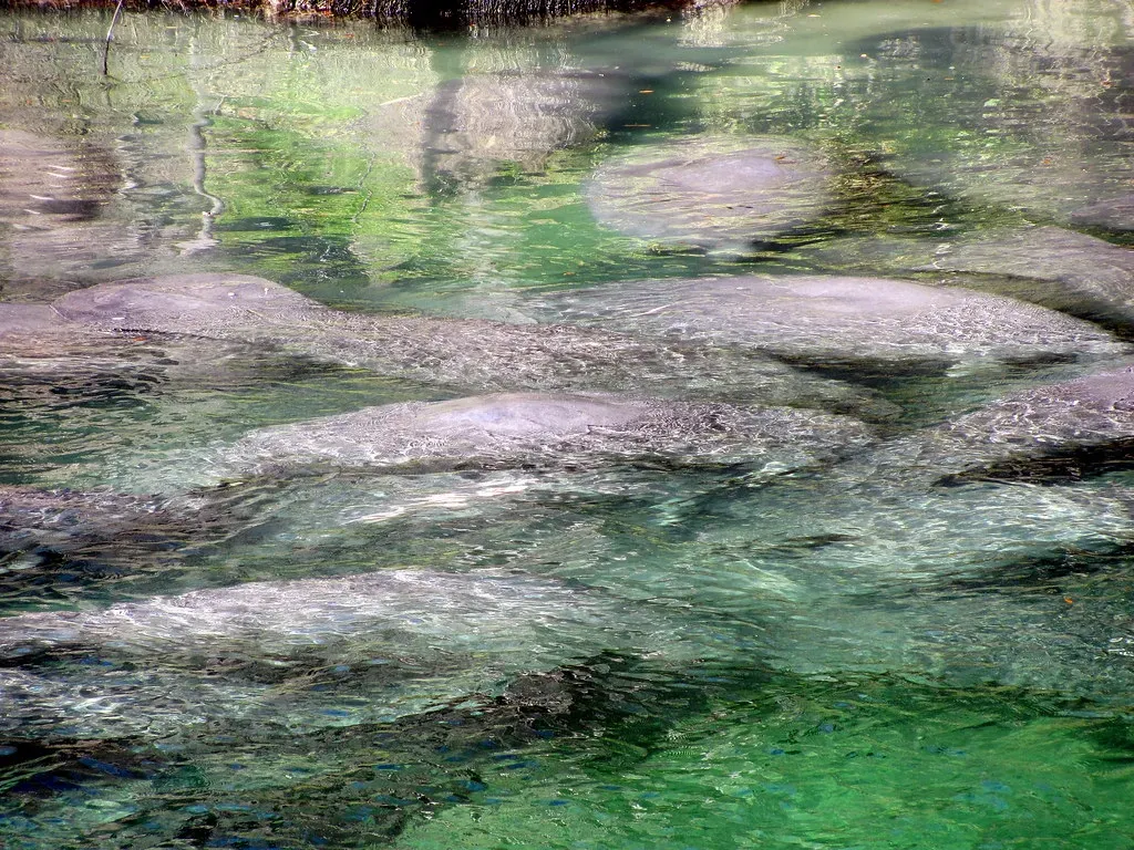 Cancer, Scorpio, Pisces: Blue Spring State Park, Florida (Image Credits: Flickr)