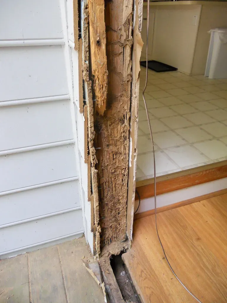 2. Termites: The Silent Destroyers of American Homes (Image Credits: Flickr)