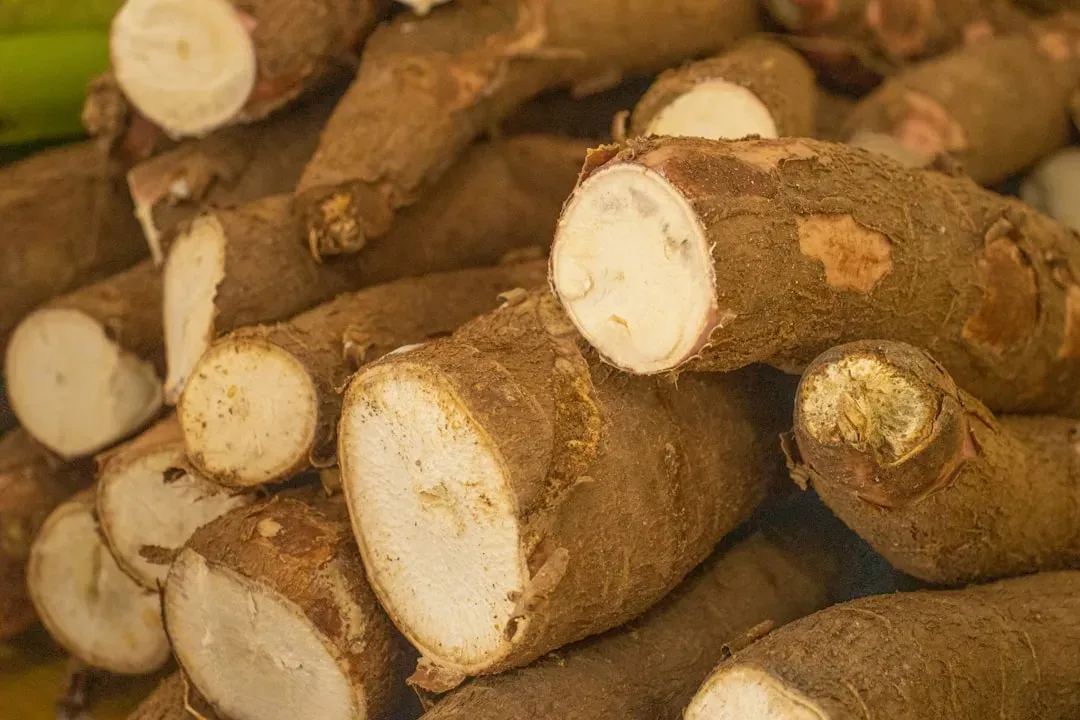 Cassava: Drought-Proof Calorie Staple (Image Credits: Unsplash)