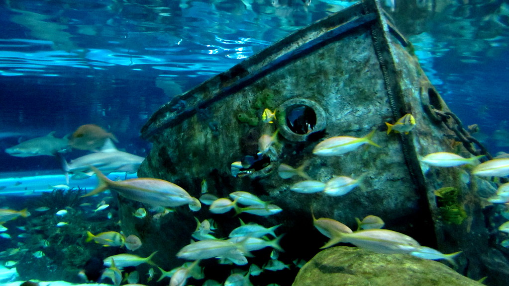 Why These Underwater Stories Matter (image credits: flickr)