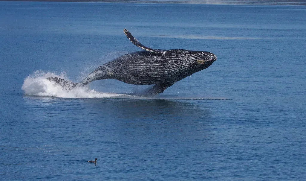 Humpback Whales Breaching Off Monterey Bay (Image Credits: Flickr)