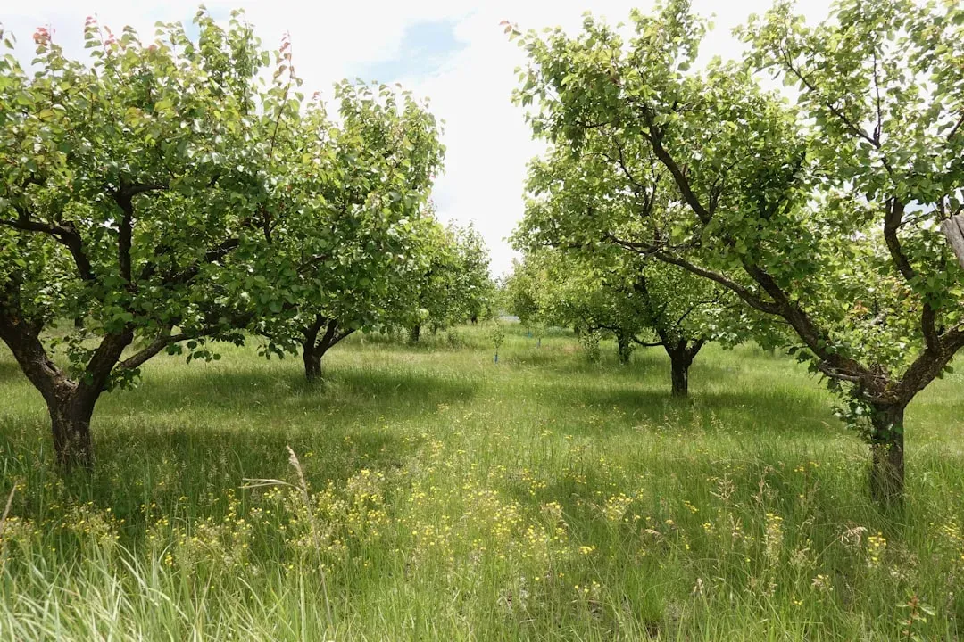 Hood River, Oregon: Orchards Meet Adventure Sports (Image Credits: Unsplash)