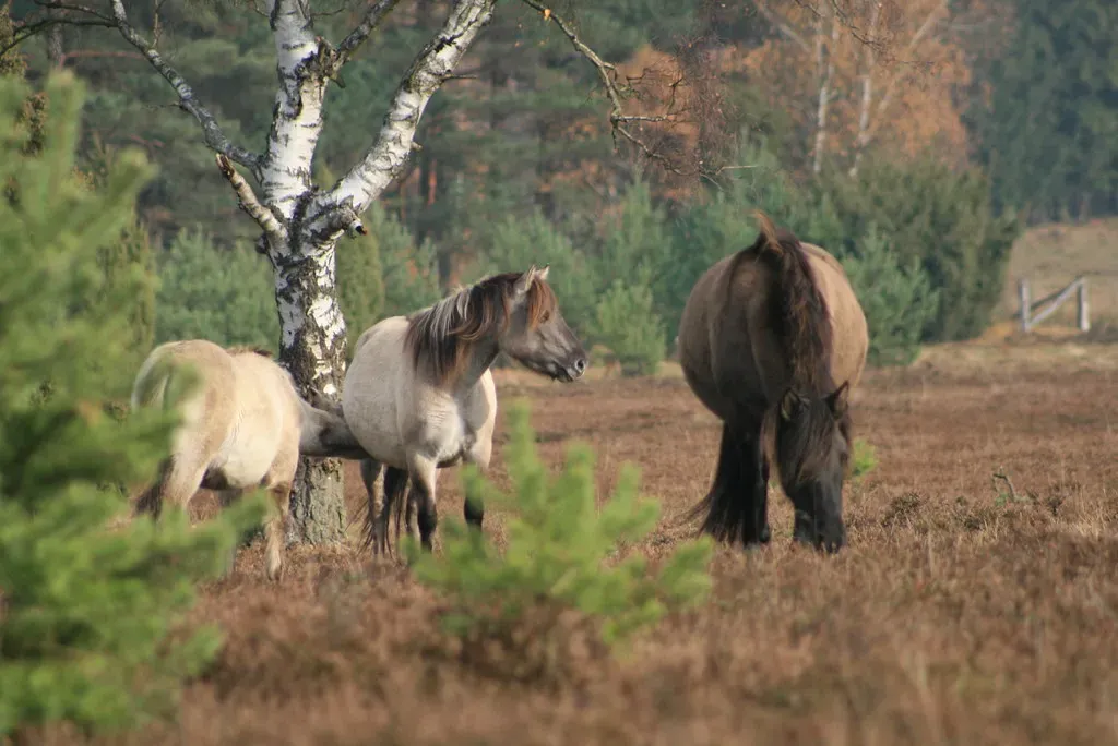 Adoption Programs Place Thousands but Cannot Keep Pace (Image Credits: Flickr)