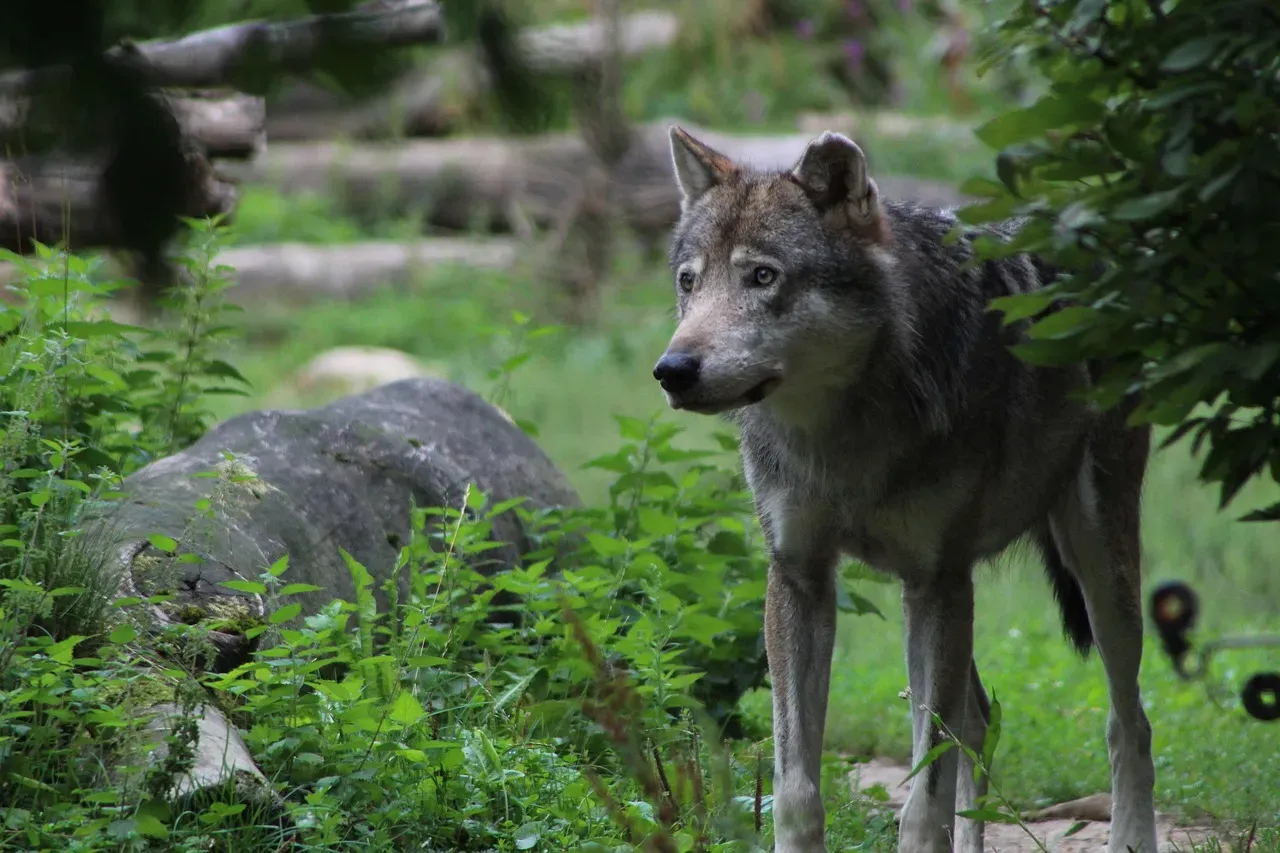 Gray Wolves on the Prowl in Yellowstone (Image Credits: Pixabay)