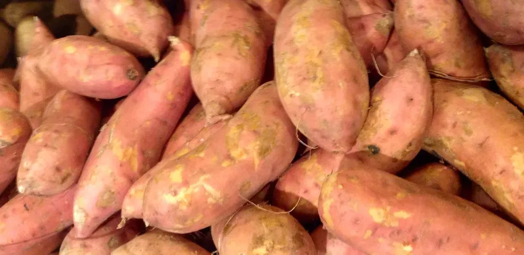 Sweet Potatoes: Quick-Growing Soil Champs (JeepersMedia, Flickr, CC BY 2.0)