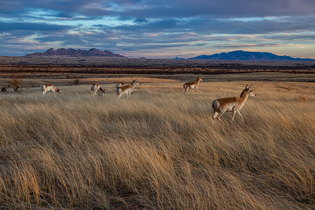 Pronghorn Migration Corridors Protected Through Private Partnerships (image credits: flickr)