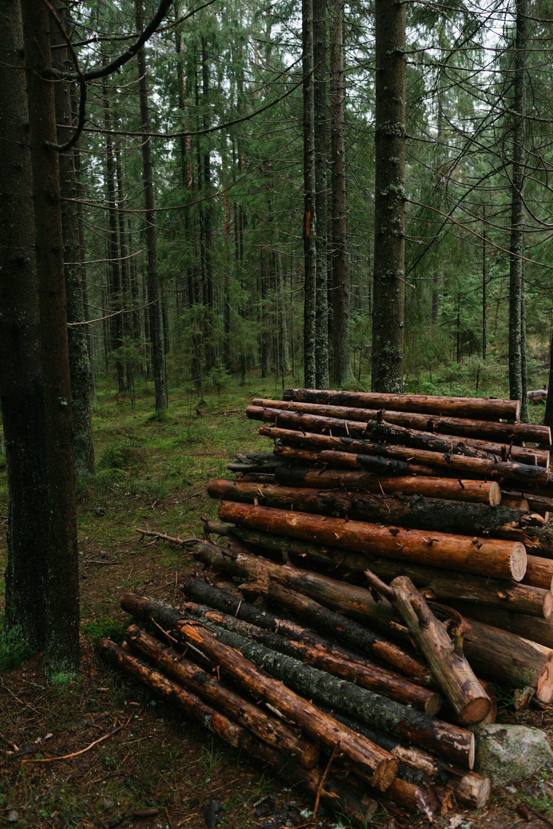 Timber Harvesting Sustains Forest Communities (image credits: unsplash)