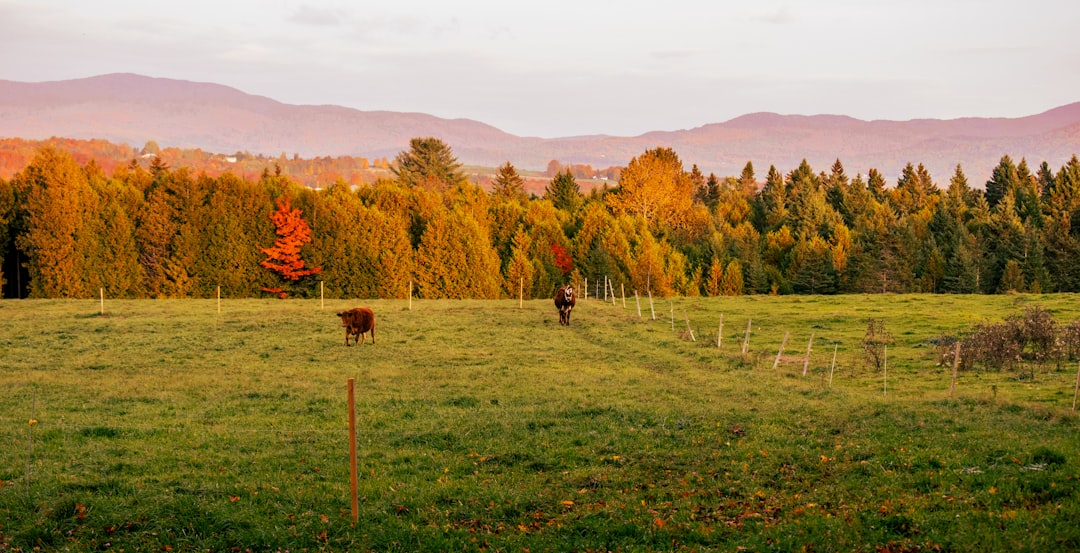 Vermont – The Progressive Pioneer of Rural America (image credits: unsplash)