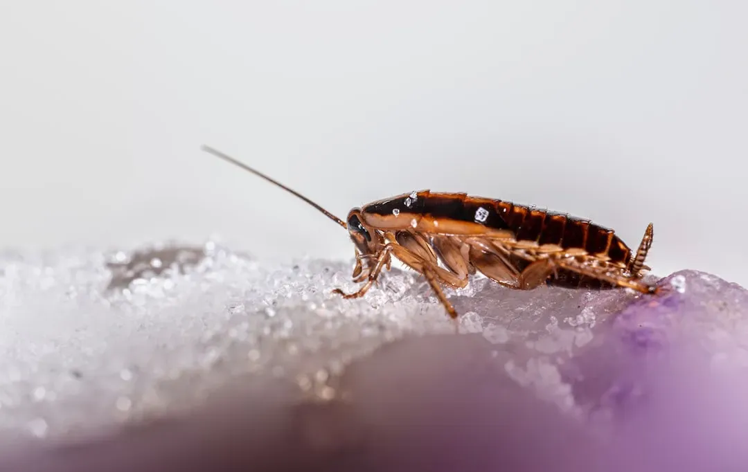 3. Cockroaches: More Dangerous Than They Look (Image Credits: Unsplash)