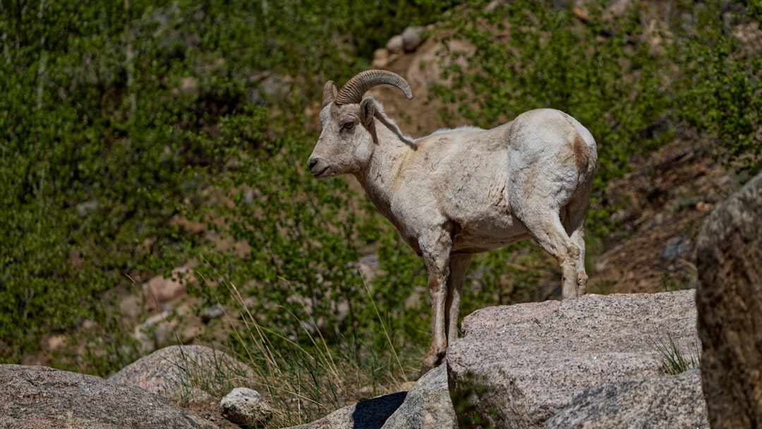 Capricorn - The Strategic Summit (image credits: unsplash)