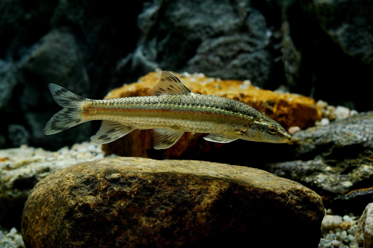 Pisces: Intuitive Clarity Replaces Confusion (Image Credits: Pixabay)